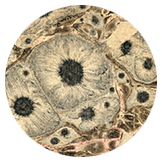 carta marmorizzata, prima met� del XIX sec.